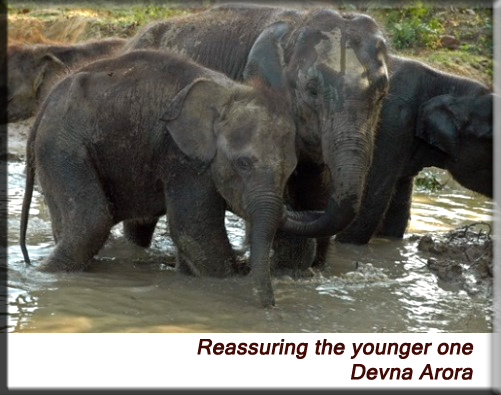 Devna Arora - Housing the young together